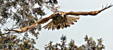 Redtail Hawk Steering Through the Trees