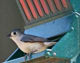 Titmouse At The Feeder