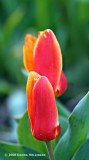 Kaufmania Tulips