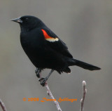 Red Winged Blackbird