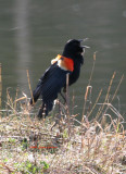Red Winged Black Bird Defending His Territory
