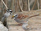 Woodpecker, White Throated Sparrow, and Chipper!
