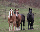 2 Belgians and 2 Percherons