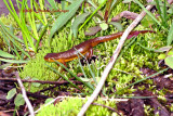 Newt  making way to the water