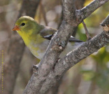 Female Gold Finch
