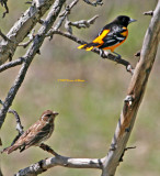 Female Rose-Breasted Grosbeak and the Baltimore Oriole