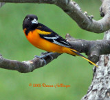 Baltimore Oriole