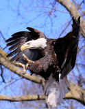 Eagle Talons