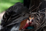 Robin fam. day 1 April 2010