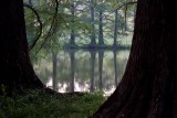 Cypress reflections