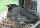 mom in waiting