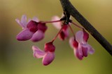 Red Bud