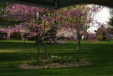 out the kitchen window