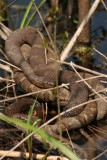 Pile-O-Snakes