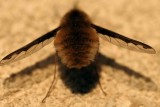 bug-butt.jpg