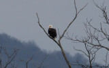 Perched Bald Eagle