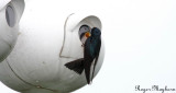 Baby Tree Swallow ready for food