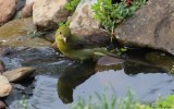 Scarlet Tanager - female