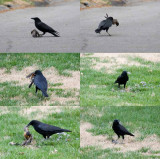 Crow Kills Robin