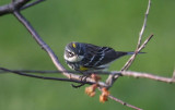  Yellow-rumped Warbler - Passing Through