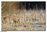 Little Egret