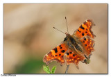 Comma Butterfly