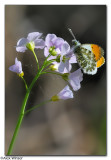 Orange-Tip White