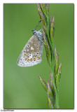 Common Blue (Polyommatus icarus)