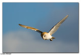 Barn Owl