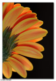 Gerbera