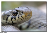 Grass Snake (Natrix Natrix)