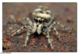 Jumping Spider