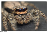 Jumping Spider