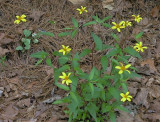 Heliopsis helianthoides