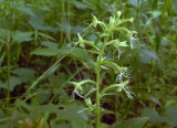 Platanthera lacera