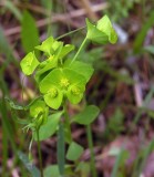 Euphorbia commutata