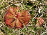 Drosera brevifolia