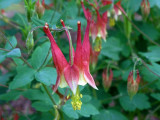 Aquilegia canadensis