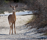 Fire Island Deer