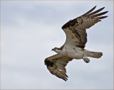 osprey