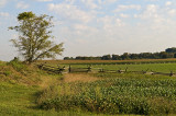 cornfield of Antietam