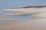 walk to the Pines, Fire Island