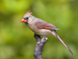 Northern Cardinal, Female (cardinalis cardinalis)