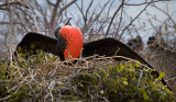 Frigate Bird