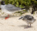 Swallow-tailed Gull