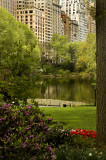 spring in Central Park