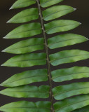 Fern