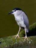 Black Crowned Night Heron