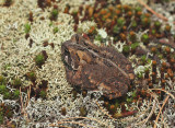 American Toad (Bufo Americanus)