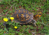 Eastern Box Turtle